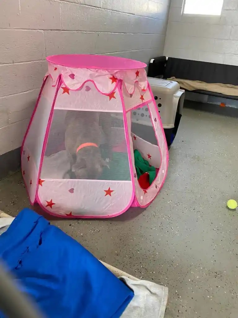 agrandeartedeserfeliz.com - Tutora compra "tenda rosa de princesa" para cão pit bull estressado: 'Quero que se sinta seguro'