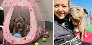 Tutora compra “tenda rosa de princesa” para cão pit bull estressado: ‘Quero que se sinta seguro’