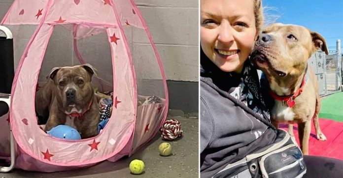 Tutora compra “tenda rosa de princesa” para cão pit bull estressado: ‘Quero que se sinta seguro’