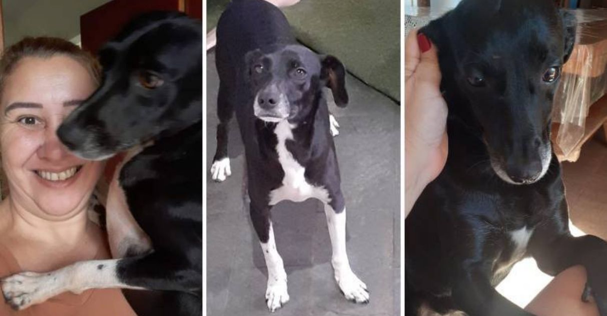 agrandeartedeserfeliz.com - Justiça obriga tutora de 3 cães a tirar animais de casa após reclamação de vizinha sobre latidos