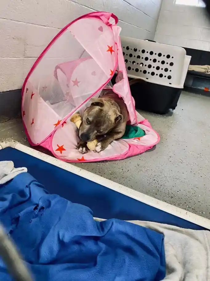 agrandeartedeserfeliz.com - Tutora compra "tenda rosa de princesa" para cão pit bull estressado: 'Quero que se sinta seguro'