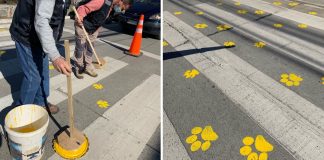 Cidade chilena pinta faixas de pedestres com pegadas de cachorro para conscientizar motoristas