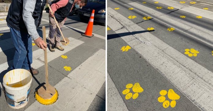 Cidade chilena pinta faixas de pedestres com pegadas de cachorro para conscientizar motoristas