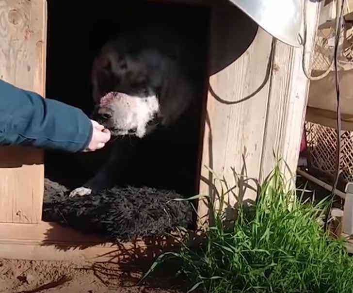 agrandeartedeserfeliz.com - Cachorro resgatado da rua com sarna severa encontra lar adotivo e passa por incrível recuperação