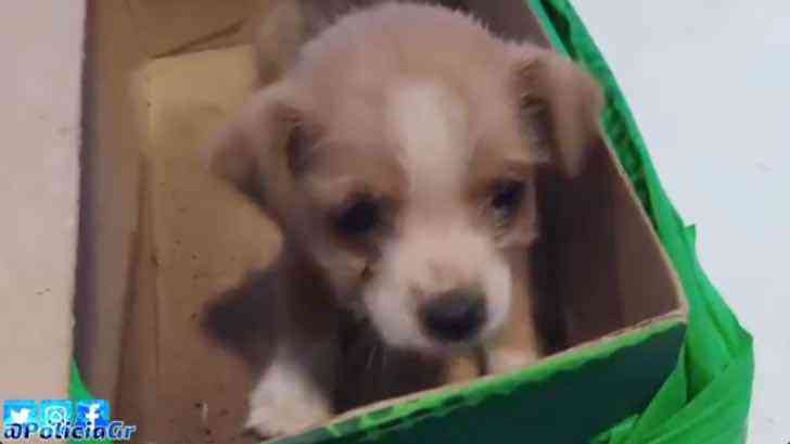 agrandeartedeserfeliz.com - Coletores de lixo resgatam cachorrinho abandonado dentro de saco plástico: 'Covardia'