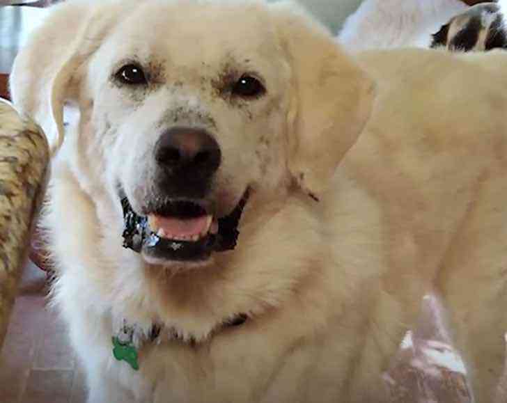 agrandeartedeserfeliz.com - Cachorro resgatado da rua com sarna severa encontra lar adotivo e passa por incrível recuperação