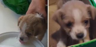 Coletores de lixo resgatam cachorrinho abandonado dentro de saco plástico: ‘Covardia’