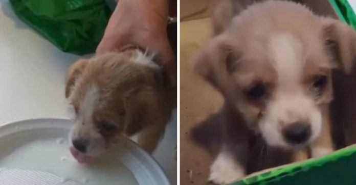 Coletores de lixo resgatam cachorrinho abandonado dentro de saco plástico: ‘Covardia’