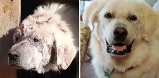 Cachorro resgatado da rua com sarna severa encontra lar adotivo e passa por incrível recuperação