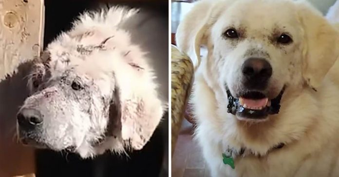 Cachorro resgatado da rua com sarna severa encontra lar adotivo e passa por incrível recuperação