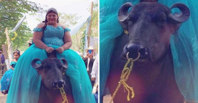 “Queria ser original”, diz jovem de 15 anos que entrou montada em um búfalo em sua festa de debutante