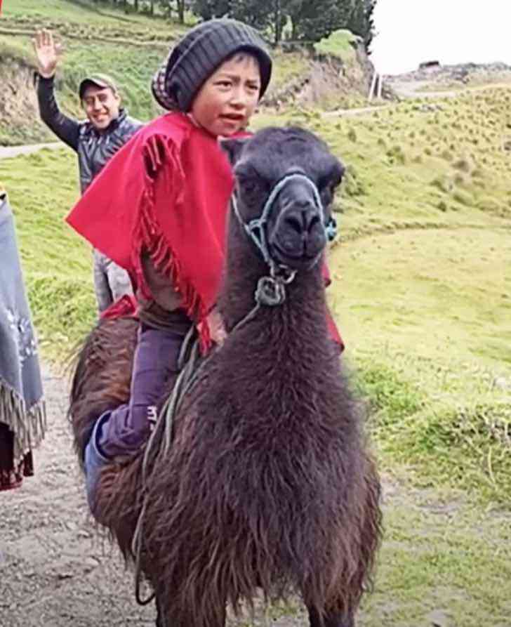 agrandeartedeserfeliz.com - Todos os dias, menino do Equador vai de casa até a escola com sua lhama de estimação