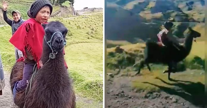 Todos os dias, menino do Equador vai de casa até a escola com sua lhama de estimação