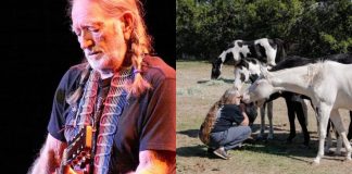 Cantor Willie Nelson resgata 70 cavalos de abatedouro e comemora: ‘Livres para viverem no meu rancho’