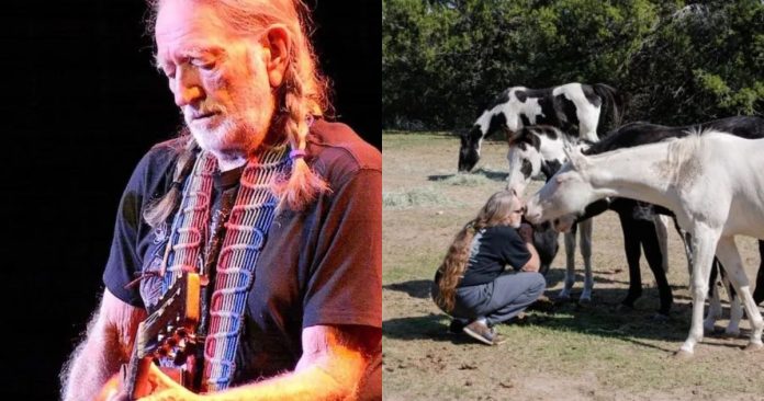 Cantor Willie Nelson resgata 70 cavalos de abatedouro e comemora: ‘Livres para viverem no meu rancho’