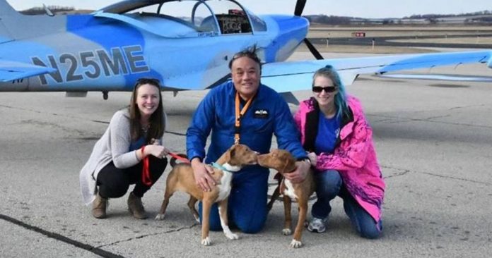 Piloto aposentado usa antigo avião militar para resgatar cães vítimas de maus-tratos