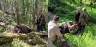 Urso baleado durante caçada mata caçador, mas morre em seguida na Rússia [VIDEO]