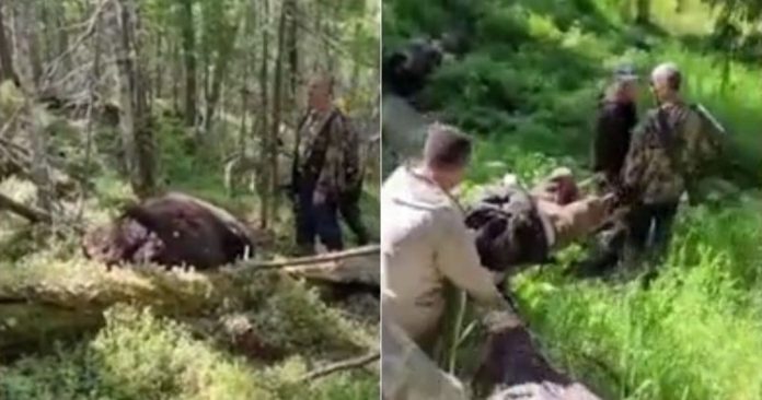 Urso baleado durante caçada mata caçador, mas morre em seguida na Rússia [VIDEO]