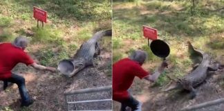 Homem espanta crocodilo com golpes de frigideira e viraliza nas redes sociais [VIDEO]