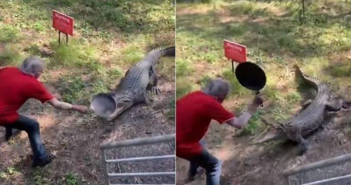 Homem espanta crocodilo com golpes de frigideira e viraliza nas redes sociais [VIDEO]