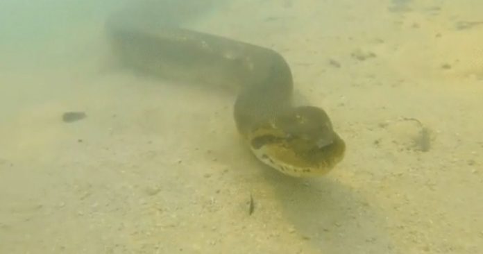 Em vídeo raro, fotógrafo registra sucuri gigante nas profundezas do Rio Formoso [VÍDEO]