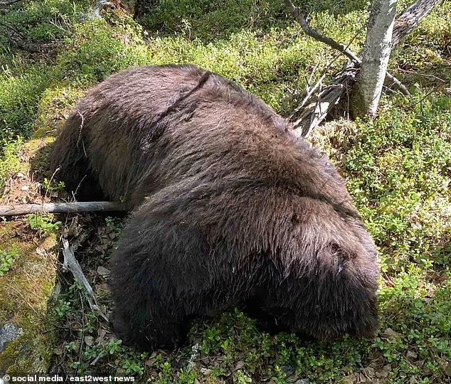 agrandeartedeserfeliz.com - Urso baleado durante caçada mata caçador, mas morre em seguida na Rússia [VIDEO]