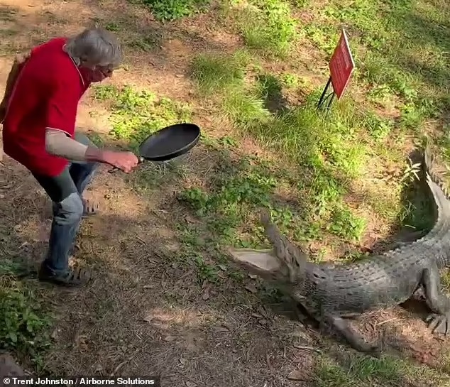 agrandeartedeserfeliz.com - Homem espanta crocodilo com golpes de frigideira e viraliza nas redes sociais [VIDEO]