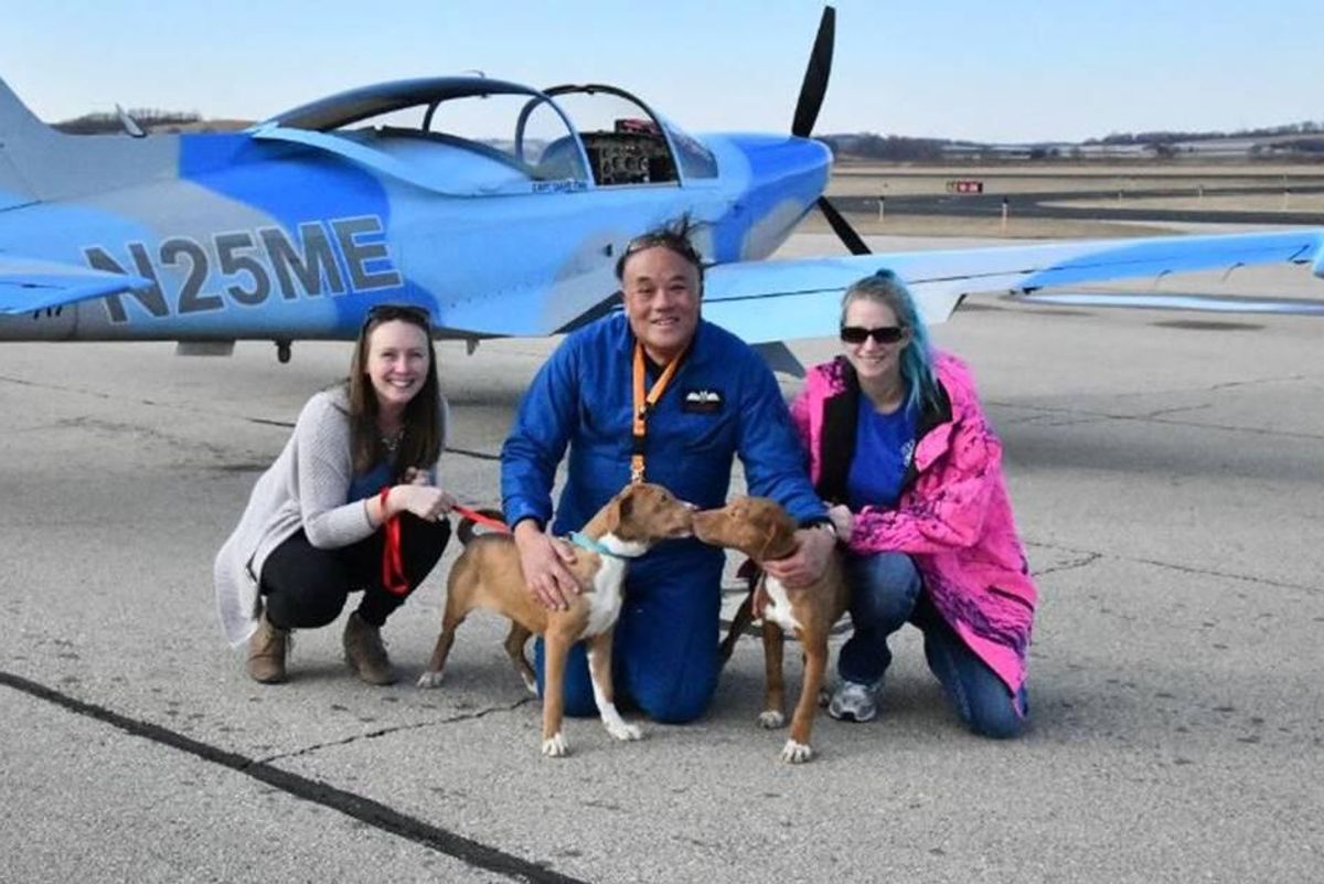 agrandeartedeserfeliz.com - Piloto aposentado usa antigo avião militar para resgatar cães vítimas de maus-tratos