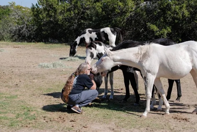 agrandeartedeserfeliz.com - Cantor Willie Nelson resgata 70 cavalos de abatedouro e comemora: 'Livres para viverem no meu rancho'