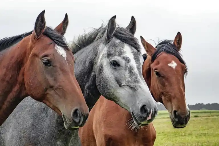 agrandeartedeserfeliz.com - Cantor Willie Nelson resgata 70 cavalos de abatedouro e comemora: 'Livres para viverem no meu rancho'