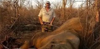 Caçador de animais ameaçados de extinção é assassinado a tiros na África do Sul