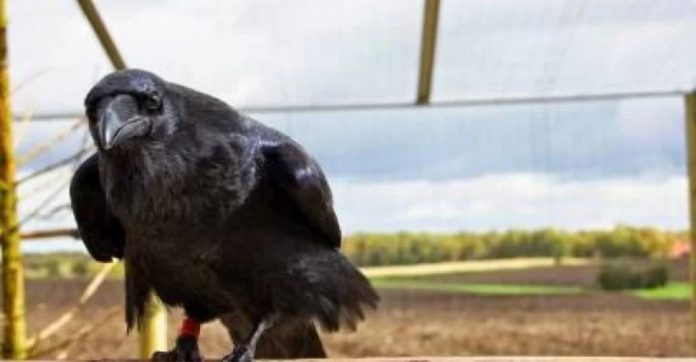Após ser resgatado por casal, corvo visita eles todos os dias para receber carinho [VIDEO]