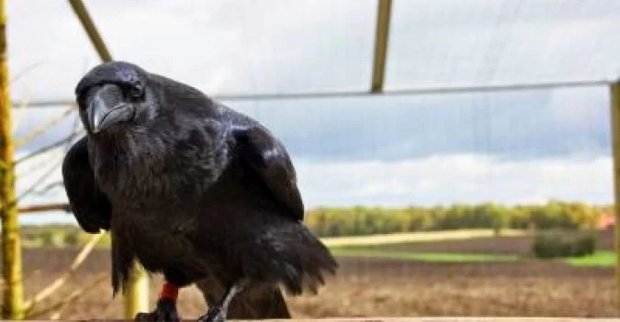 agrandeartedeserfeliz.com - Após ser resgatado por casal, corvo visita eles todos os dias para receber carinho [VIDEO]