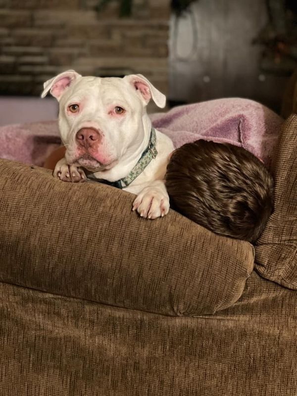 agrandeartedeserfeliz.com - Cachorro surdo abandonado em abrigo é adotado por adolescente com deficiência auditiva