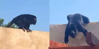 Convidado inesperado: macaco invade almoço e assusta família em Campo Grande
