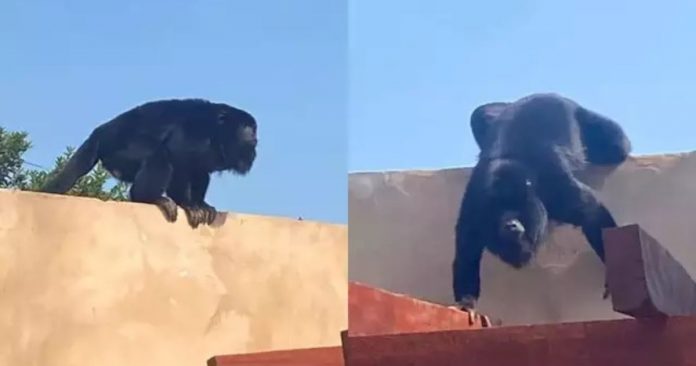 Convidado inesperado: macaco invade almoço e assusta família em Campo Grande