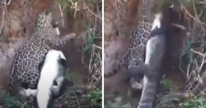 Na hora do almoço, onça abocanha jacaré às margens do Rio Miranda; assista ao vídeo