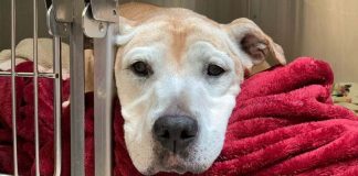 Cadela idosa abandonada em abrigo é adotada por veterinário dias antes de ser sacrificada