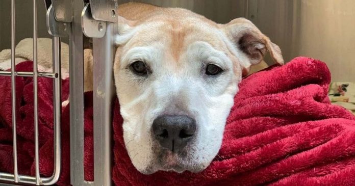 Cadela idosa abandonada em abrigo é adotada por veterinário dias antes de ser sacrificada