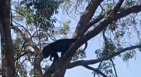 agrandeartedeserfeliz.com - Convidado inesperado: macaco invade almoço e assusta família em Campo Grande