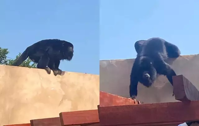 agrandeartedeserfeliz.com - Convidado inesperado: macaco invade almoço e assusta família em Campo Grande