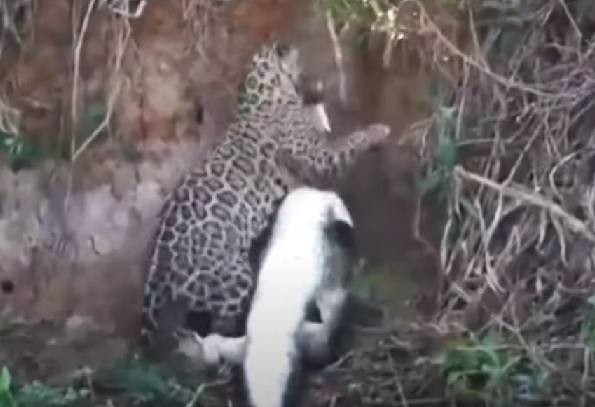 agrandeartedeserfeliz.com - Na hora do almoço, onça abocanha jacaré às margens do Rio Miranda; assista ao vídeo