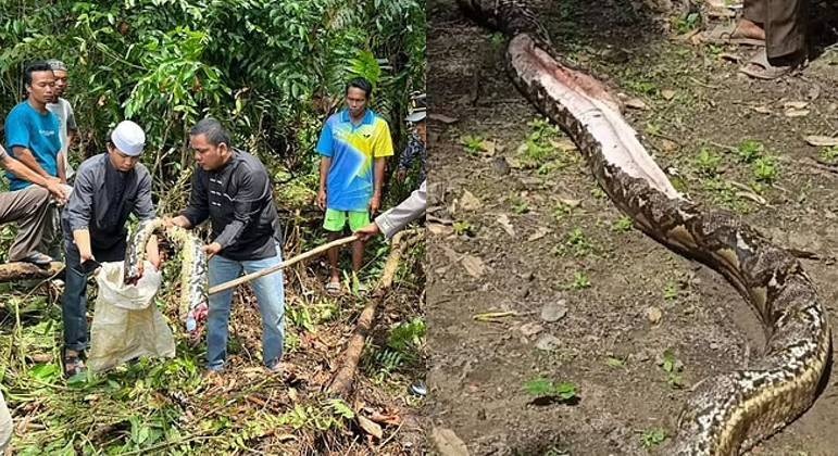 agrandeartedeserfeliz.com - Mulher desaparecida na Indonésia é encontrada sem vida dentro de cobra de 7 metros