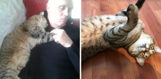 Homem que se recuperava de cirurgia acorda e encontra um gato aleatório abraçando ele