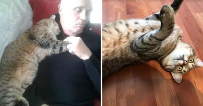 Homem que se recuperava de cirurgia acorda e encontra um gato aleatório abraçando ele