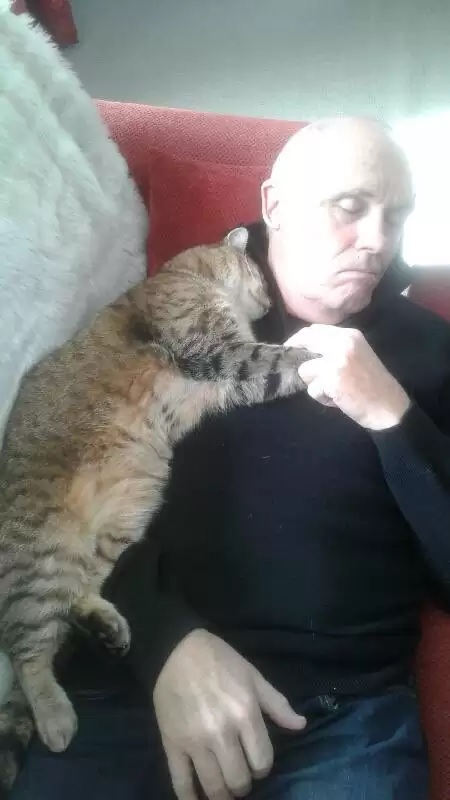 agrandeartedeserfeliz.com - Homem que se recuperava de cirurgia acorda e encontra um gato aleatório abraçando ele
