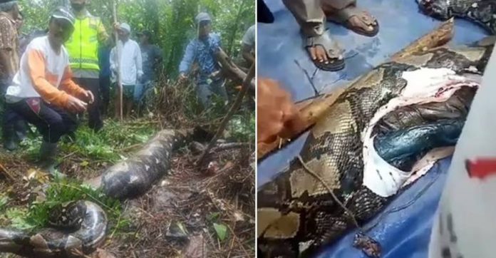 Mulher desaparecida na Indonésia é encontrada sem vida dentro de cobra de 7 metros