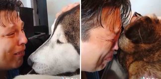Em vídeo emocionante, jovem se despede de cachorrinho que o acompanhou a vida toda: ‘Parceiro sempre’