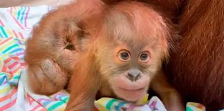 Vídeo de bebê orangotango viraliza e internautas se derretem