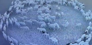 Vídeo: Ovelhas andam em círculos durante 12 dias seguidos na China e intrigam a internet